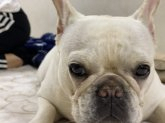 フレンチブルドッグ【・女の子・2020年2月22日・クリーム】「カメラ目線真剣なかおです。」
