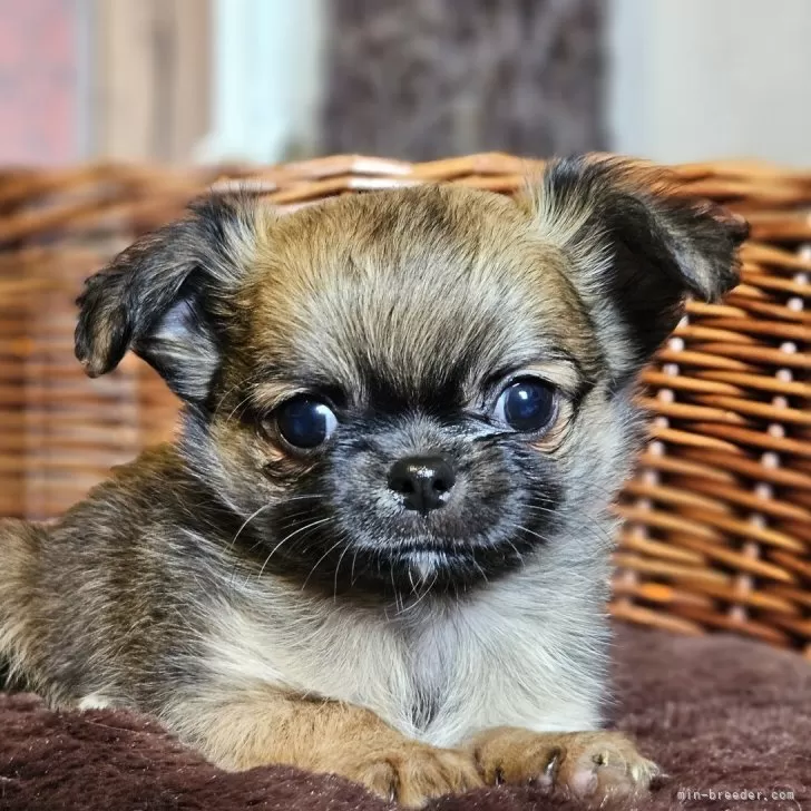 ID：2511-04879の子犬