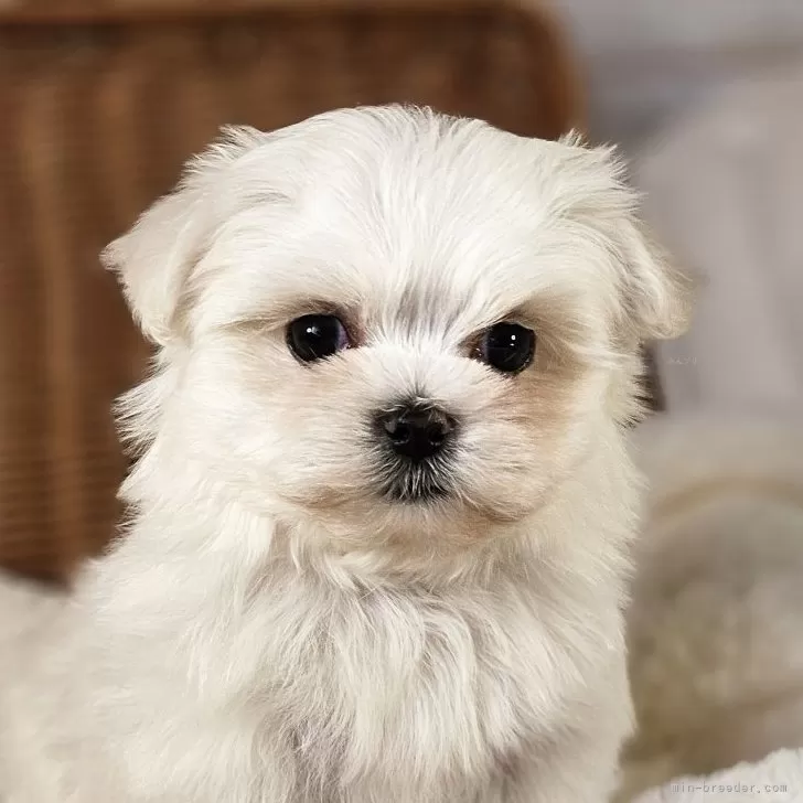 ID:2503-08128の子犬