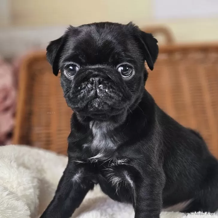 ID:2503-03067の子犬