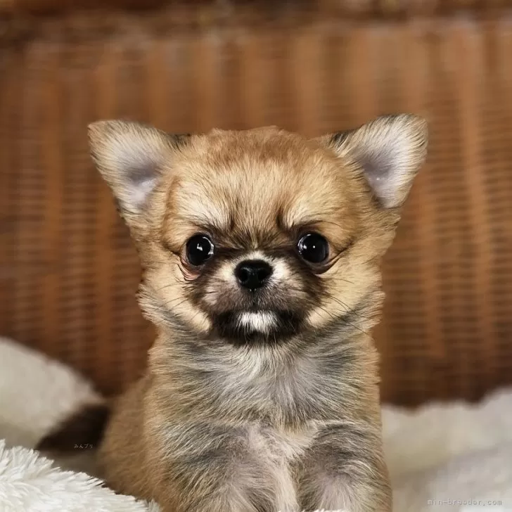ID:2502-00355の子犬