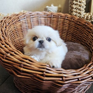 ペキニーズ【岐阜県・女の子・2025年8月15日・ホワイト】の写真「可愛い女の子です」
