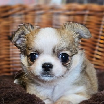 チワワ(ロング)【岐阜県・女の子・2025年9月30日・レッド&ホワイト】の写真「🐶可愛い女の子です🐶」