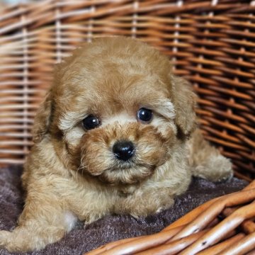 トイプードル(トイ)【岐阜県・男の子・2025年8月8日・レッド】の写真「可愛い男の子です」