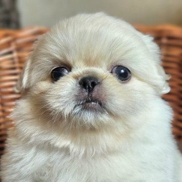 ペキニーズ【岐阜県・男の子・2025年8月15日・ホワイト】の写真「可愛い男の子です」