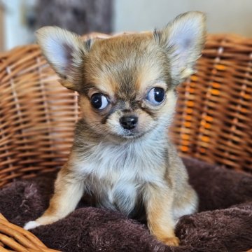 チワワ(ロング)【岐阜県・男の子・2025年9月18日・フォーン】の写真「🐶可愛い男の子です🐶」