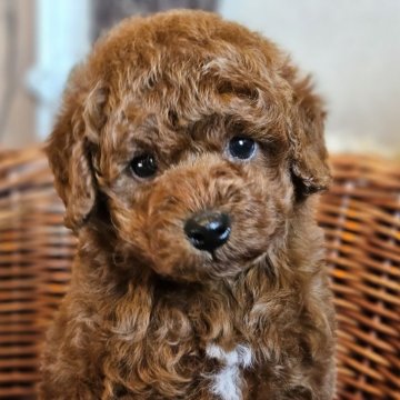 トイプードル(トイ)【岐阜県・男の子・2025年10月2日・レッド】の写真「可愛い男の子です🐶」