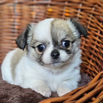 チワワ(ロング)【岐阜県・女の子・2025年9月10日・レッド&ホワイト】の写真「🐶可愛い女の子です。」