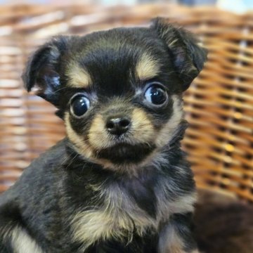 チワワ(ロング)【岐阜県・男の子・2025年9月18日・ブラックタン&ホワイト】の写真「🐶可愛い男の子です。」