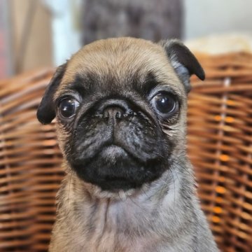 パグ【岐阜県・男の子・2025年9月19日・フォーン】の写真「🐶可愛い男の子です🐶」