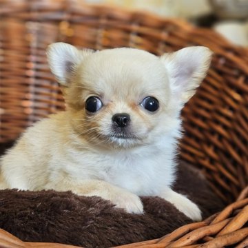 チワワ(ロング)【岐阜県・女の子・2025年9月18日・クリーム】の写真「🐶可愛い女の子です。」
