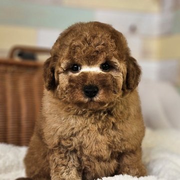 トイプードル(トイ)【岐阜県・男の子・2025年1月30日・レッド】の写真「かなり大き目の可愛いナチュラルテイルの男の子です。」