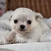 チワワ(ロング)