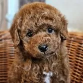 トイプードル(トイ)