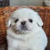 ペキニーズ
