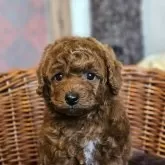 トイプードル(トイ)