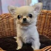 チワワ(ロング)