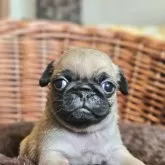 パグ