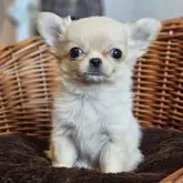 チワワ(ロング)