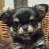 チワワ(ロング)