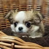 チワワ(ロング)