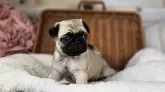 パグ【岐阜県・男の子・2025年2月7日・フォーン】の写真4