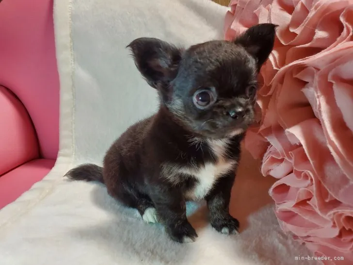 ID:2110-00779の子犬