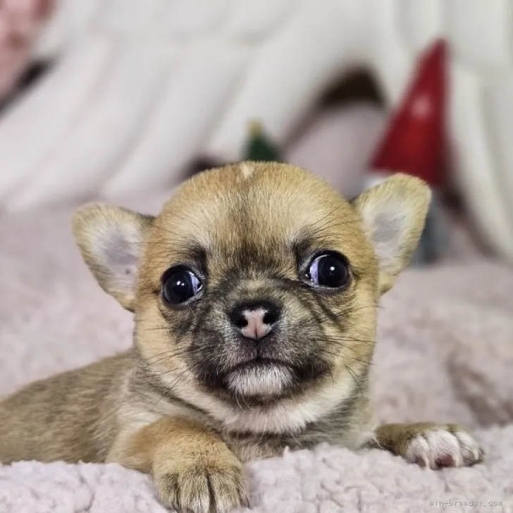 ID：2311-01710の子犬