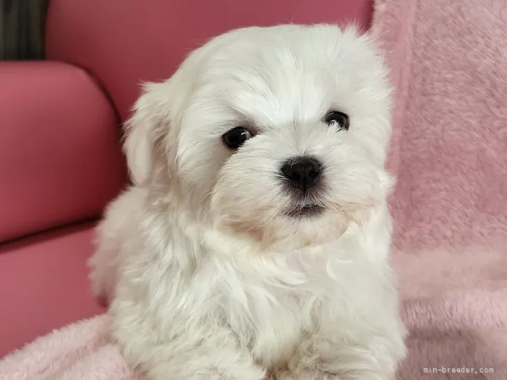 ID：2201-03175の子犬
