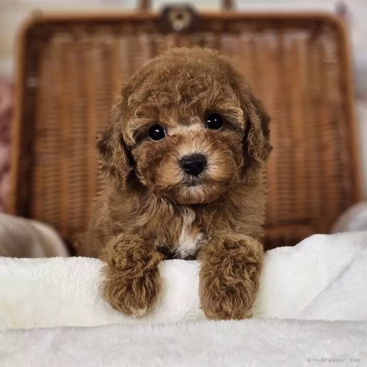 Y 様のお迎えした子犬