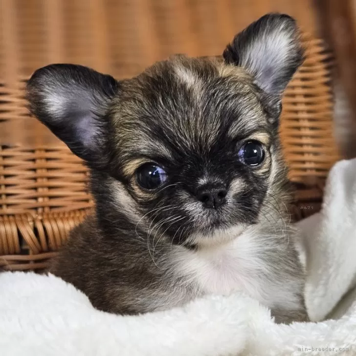 ID:2407-05263の子犬