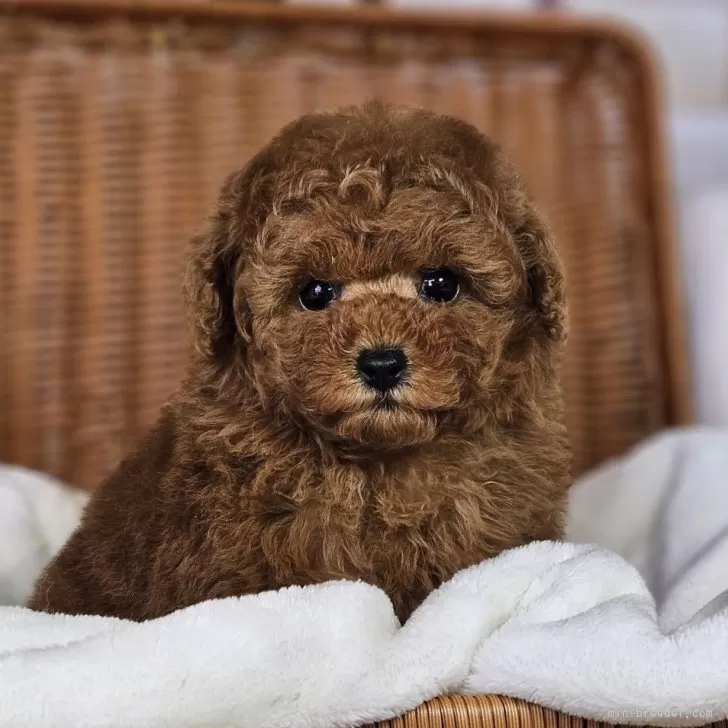 ID：2401-06782の子犬