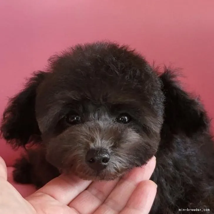 ID:2211-03080の子犬