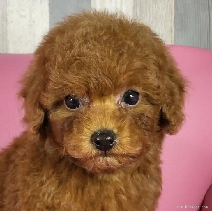 ID：2304-03329の子犬