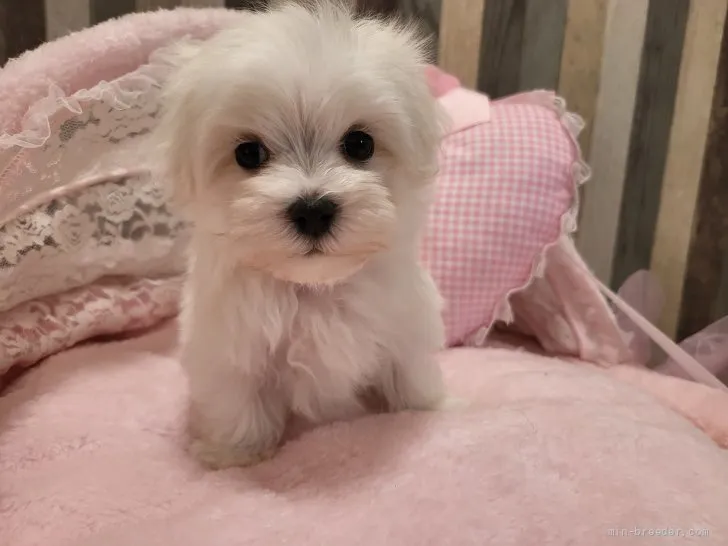 ID:2111-01896の子犬