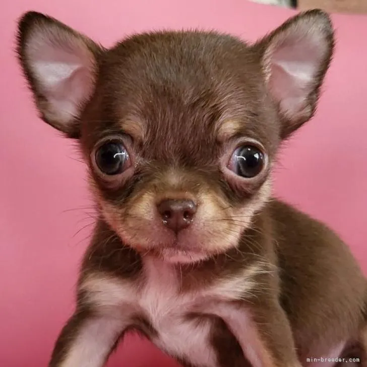 ID：2210-04477の子犬