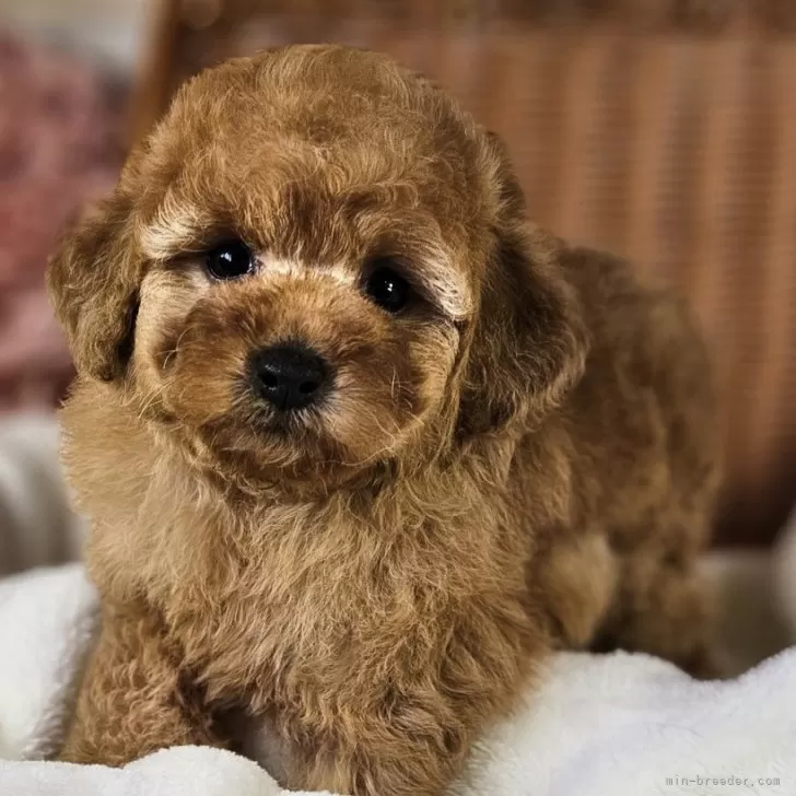 ID：2409-02268の子犬