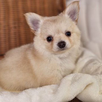 チワワ(ロング)【岐阜県・男の子・2023年12月29日・クリーム】の写真「可愛い男の子です。」