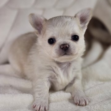 チワワ(ロング)【岐阜県・女の子・2023年12月6日・クリーム&ホワイト】の写真「可愛い女の子です。」