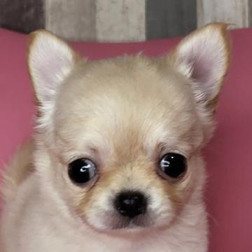 チワワ(ロング)【岐阜県・女の子・2022年8月11日・クリーム&ホワイト】の写真「小柄な可愛い女の子です」
