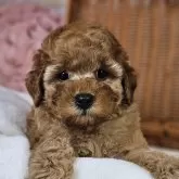 トイプードル(トイ)【岐阜県・女の子・2024年1月5日・アプリコット】の写真1