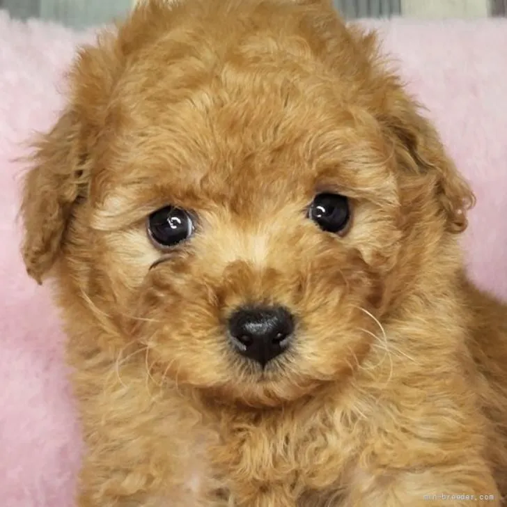 K.K 様のお迎えした子犬