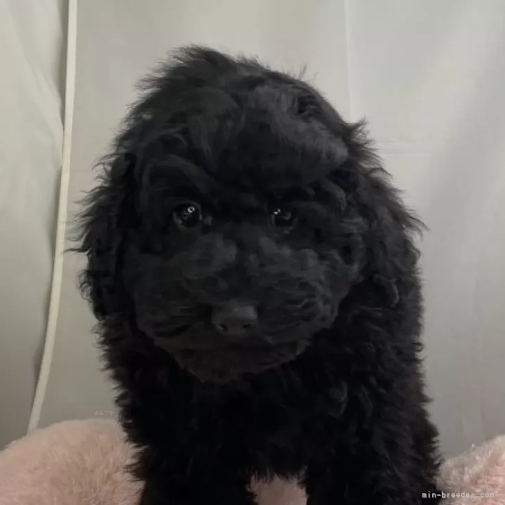 ID：2411-07923の子犬