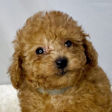 トイプードル(トイ)【山形県・男の子・2025年8月20日・レッド】の写真「可愛いプードル🐩」