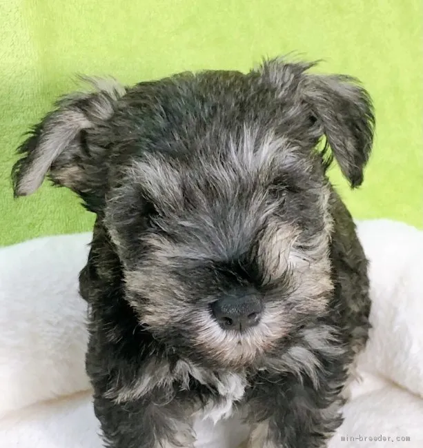 ID:2105-02531の子犬