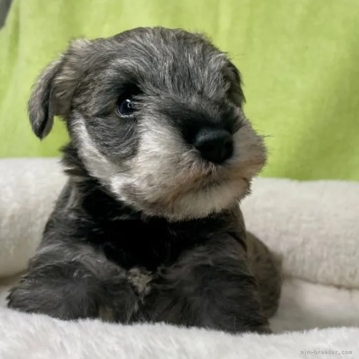 ID：2311-05616の子犬