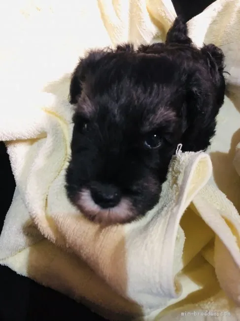 ID：2006-00630の子犬