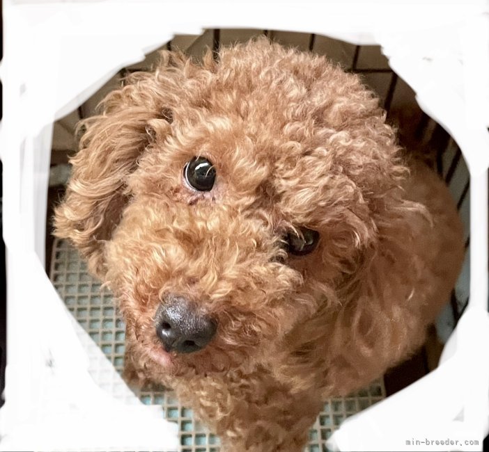 トイプードル(トイ)【・女の子・2022年12月12日・レッド】