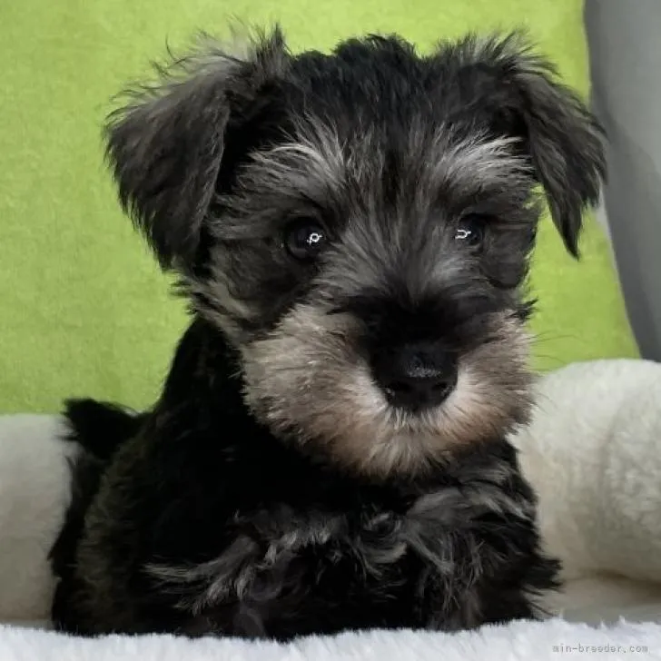 ID:2209-03190の子犬