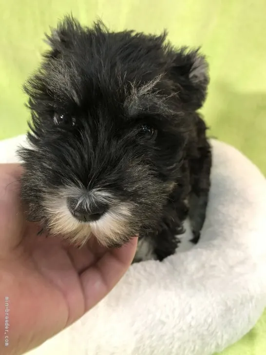 おかっち 様のお迎えした子犬